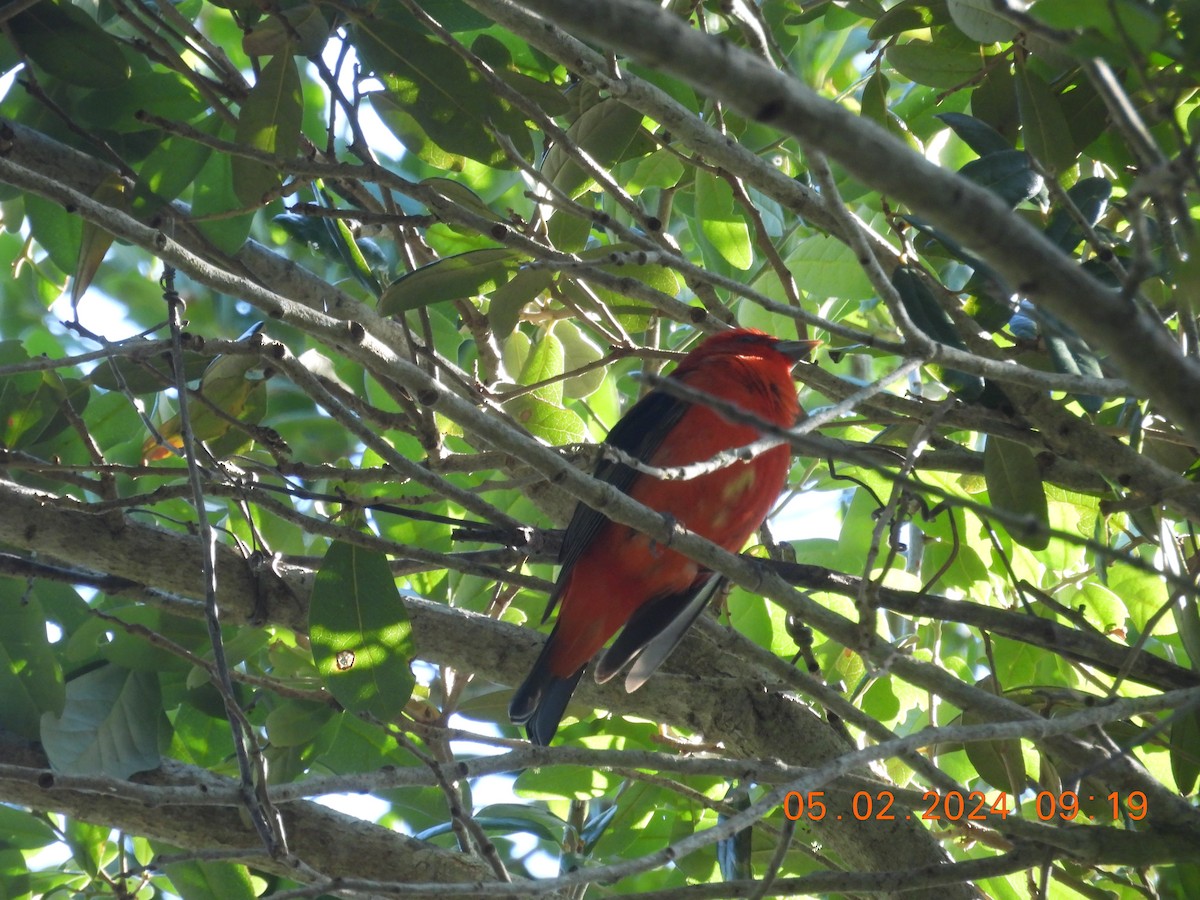 Scarlet Tanager - ML618343214