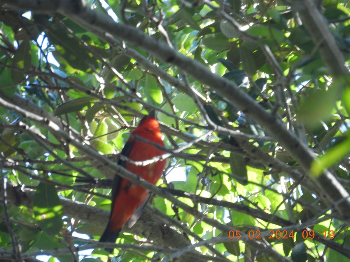 Scarlet Tanager - ML618343216