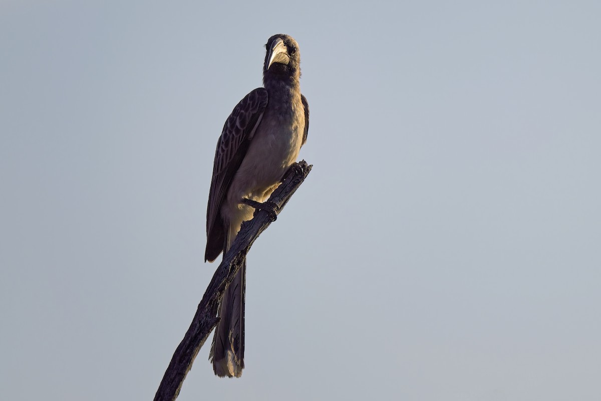 African Gray Hornbill - ML618343219