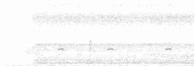 Sarcelle d'hiver (carolinensis) - ML618343232