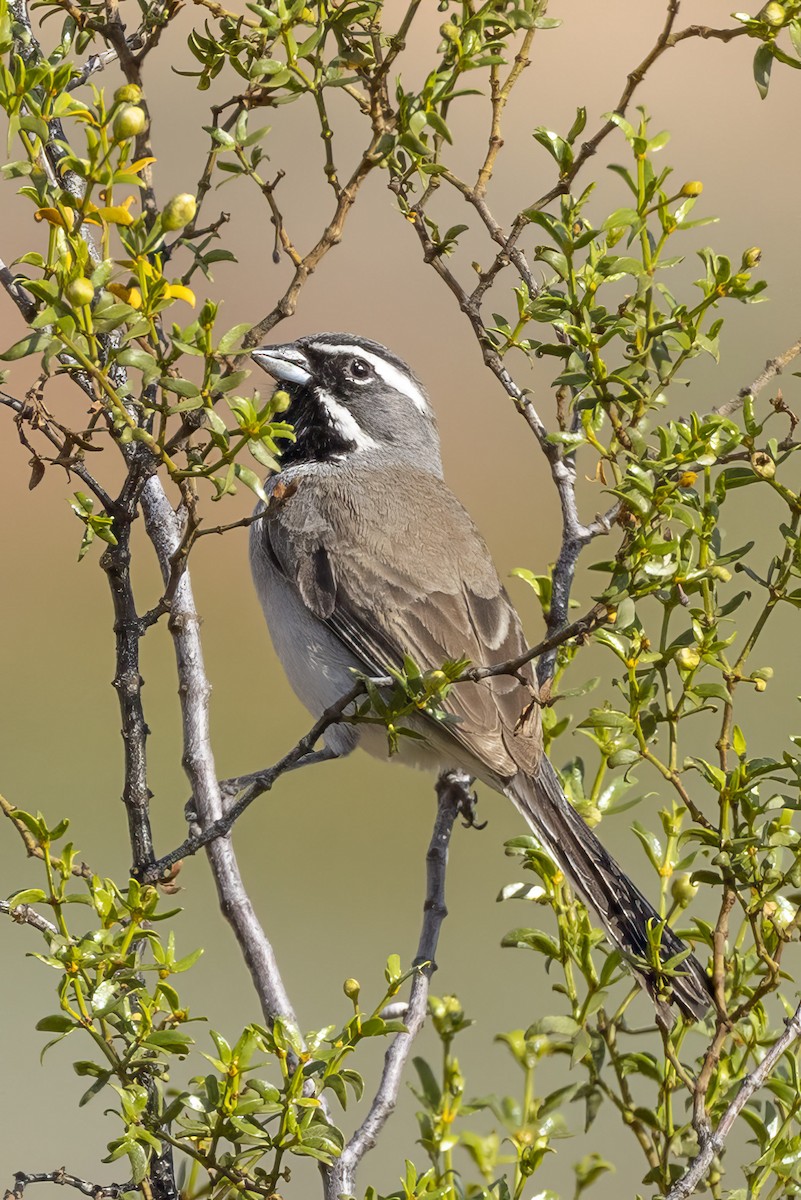 Black-throated Sparrow - ML618343233