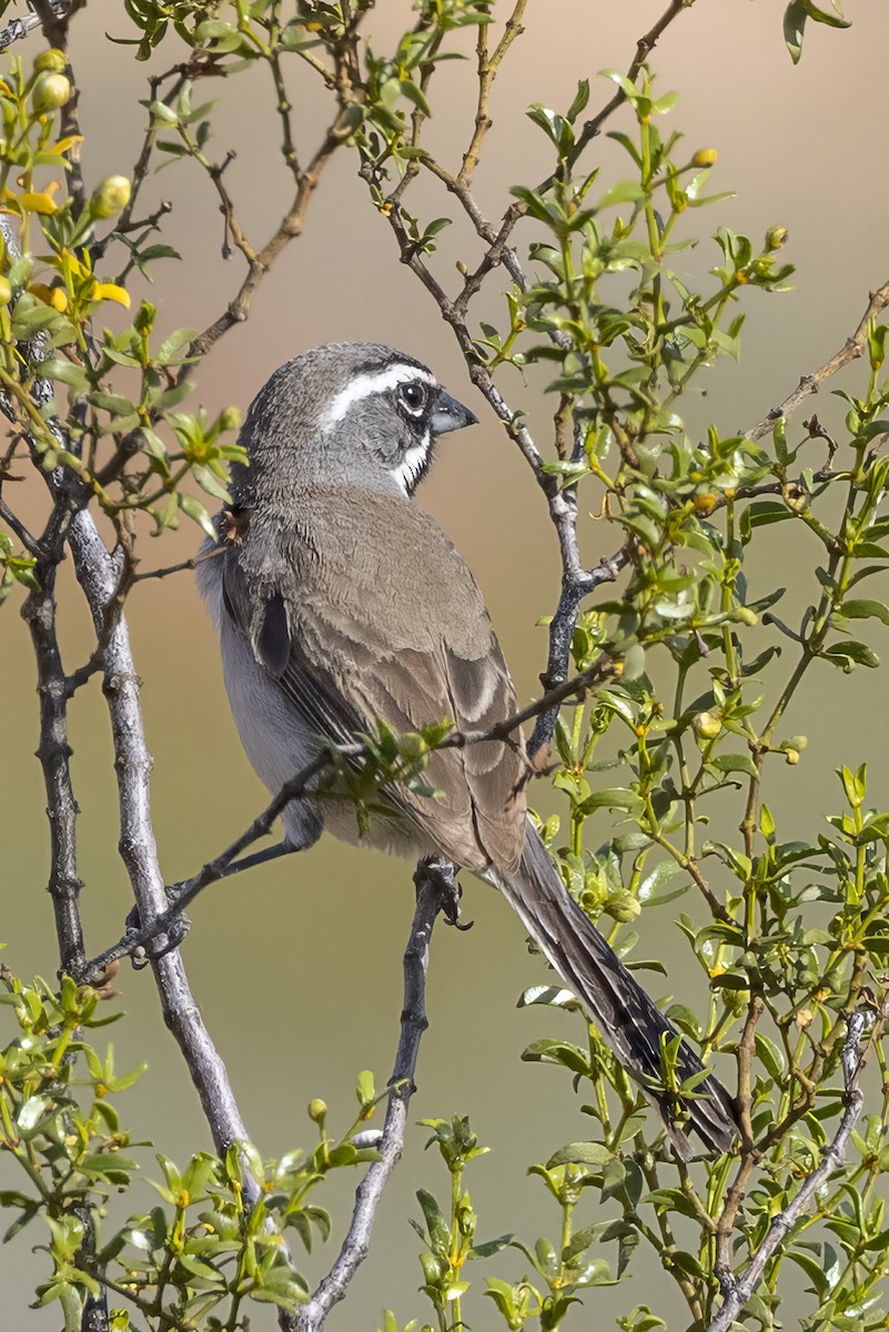 Black-throated Sparrow - ML618343234