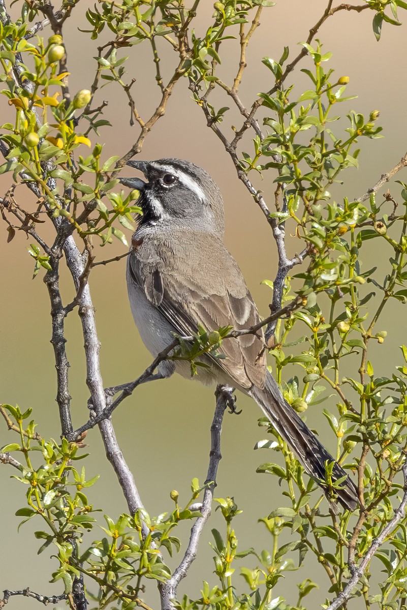 Black-throated Sparrow - ML618343235