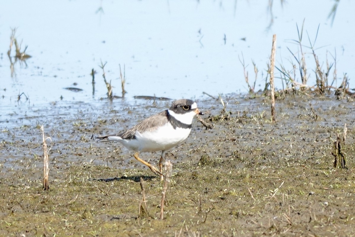 Semipalmated Plover - ML618343244
