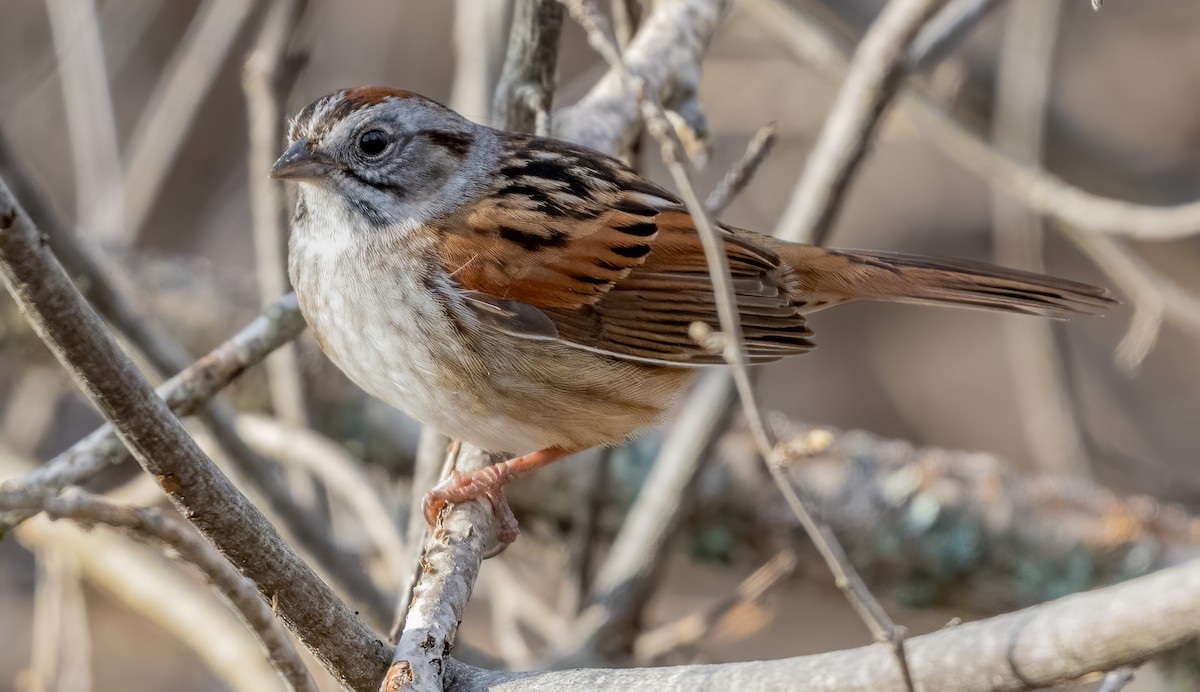 Swamp Sparrow - ML618343261