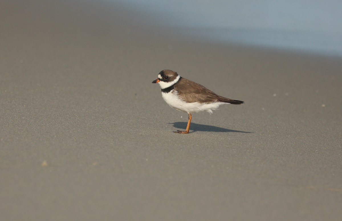 Semipalmated Plover - ML618343275