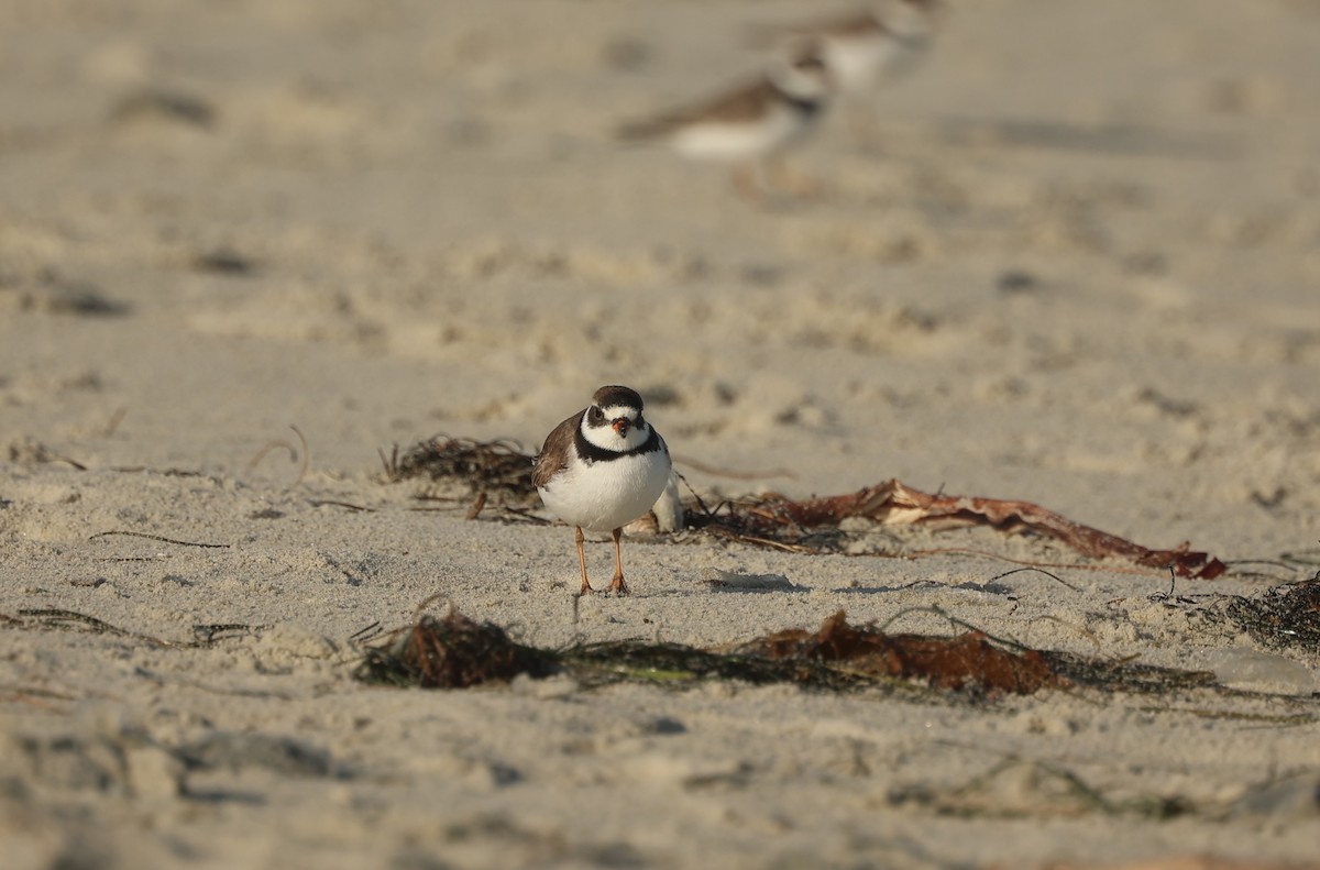 Semipalmated Plover - ML618343276