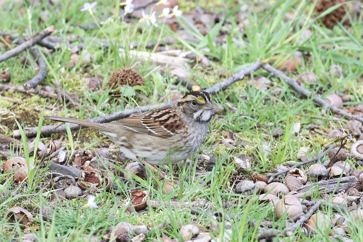White-throated Sparrow - ML618343294