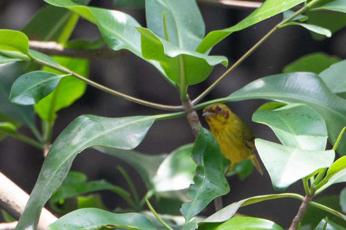 Yellow Warbler (Mangrove) - ML618343300