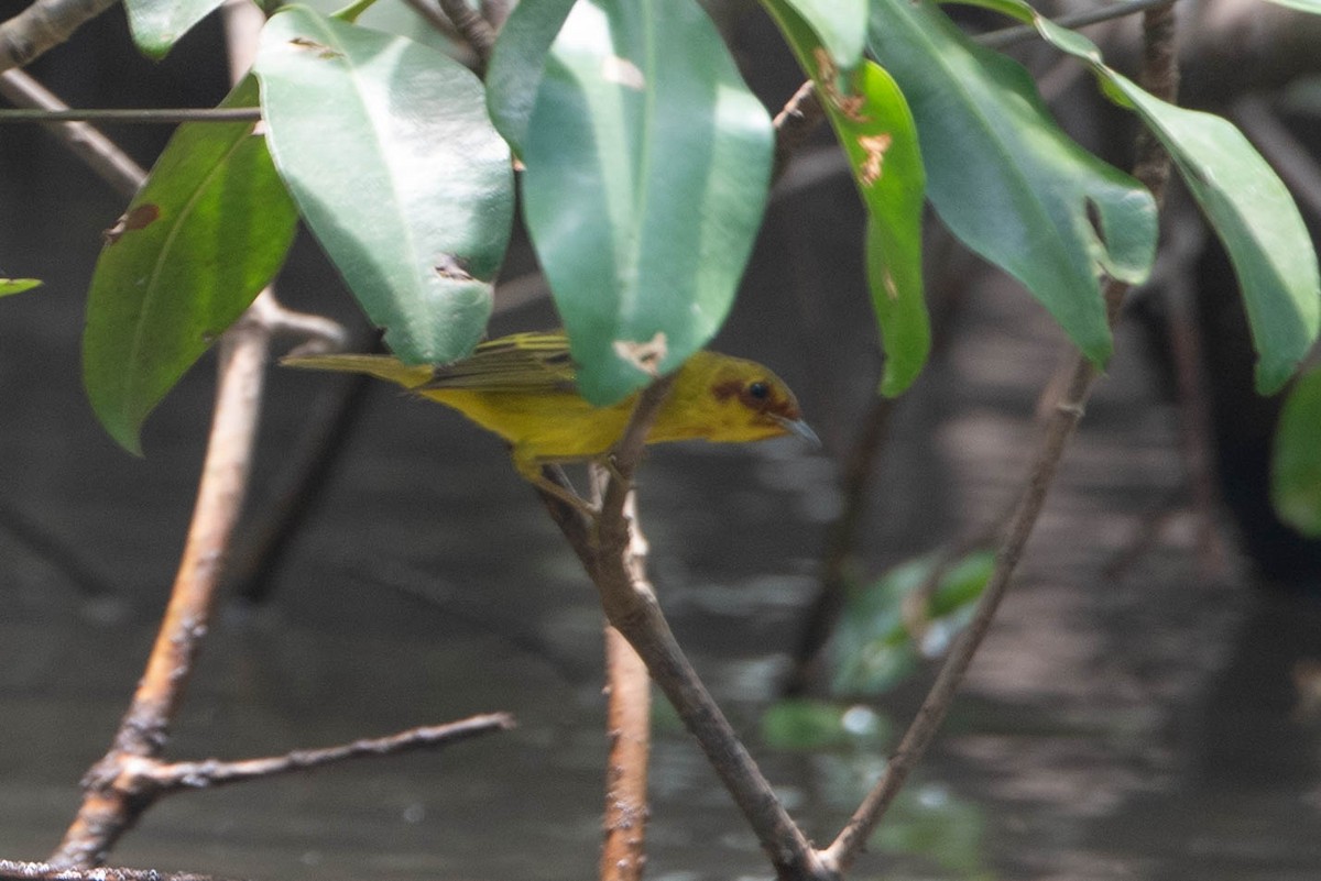 Yellow Warbler (Mangrove) - ML618343301