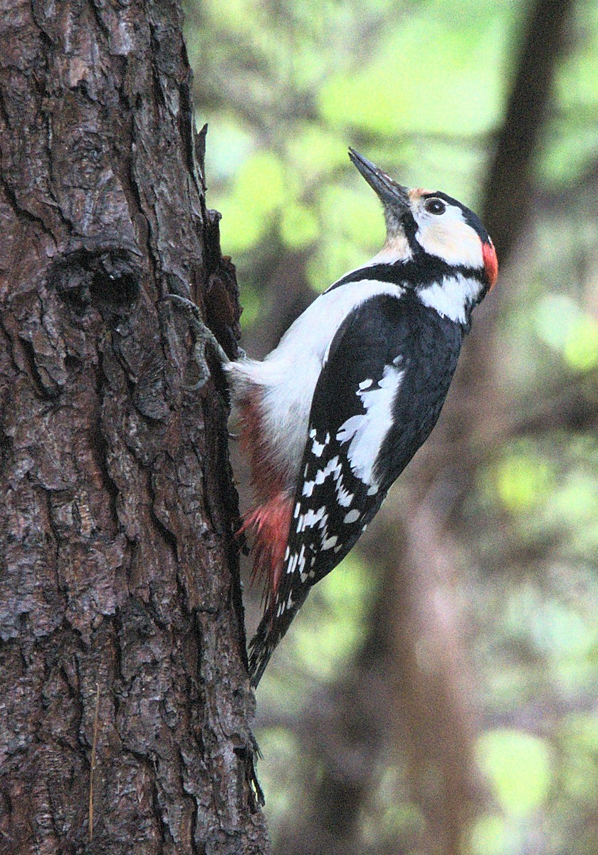 Great Spotted Woodpecker - Kerry Loux