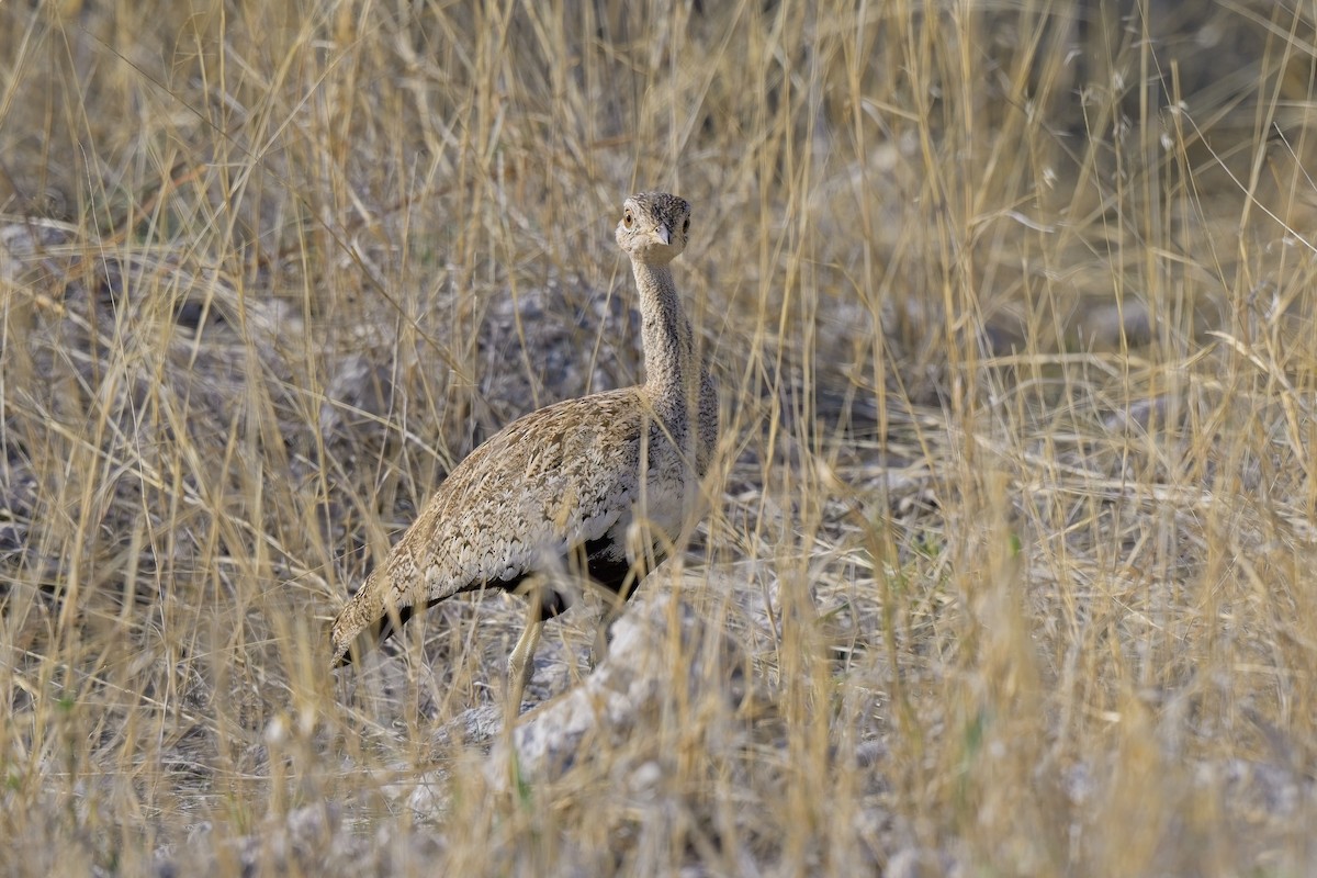 Red-crested Bustard - ML618343363