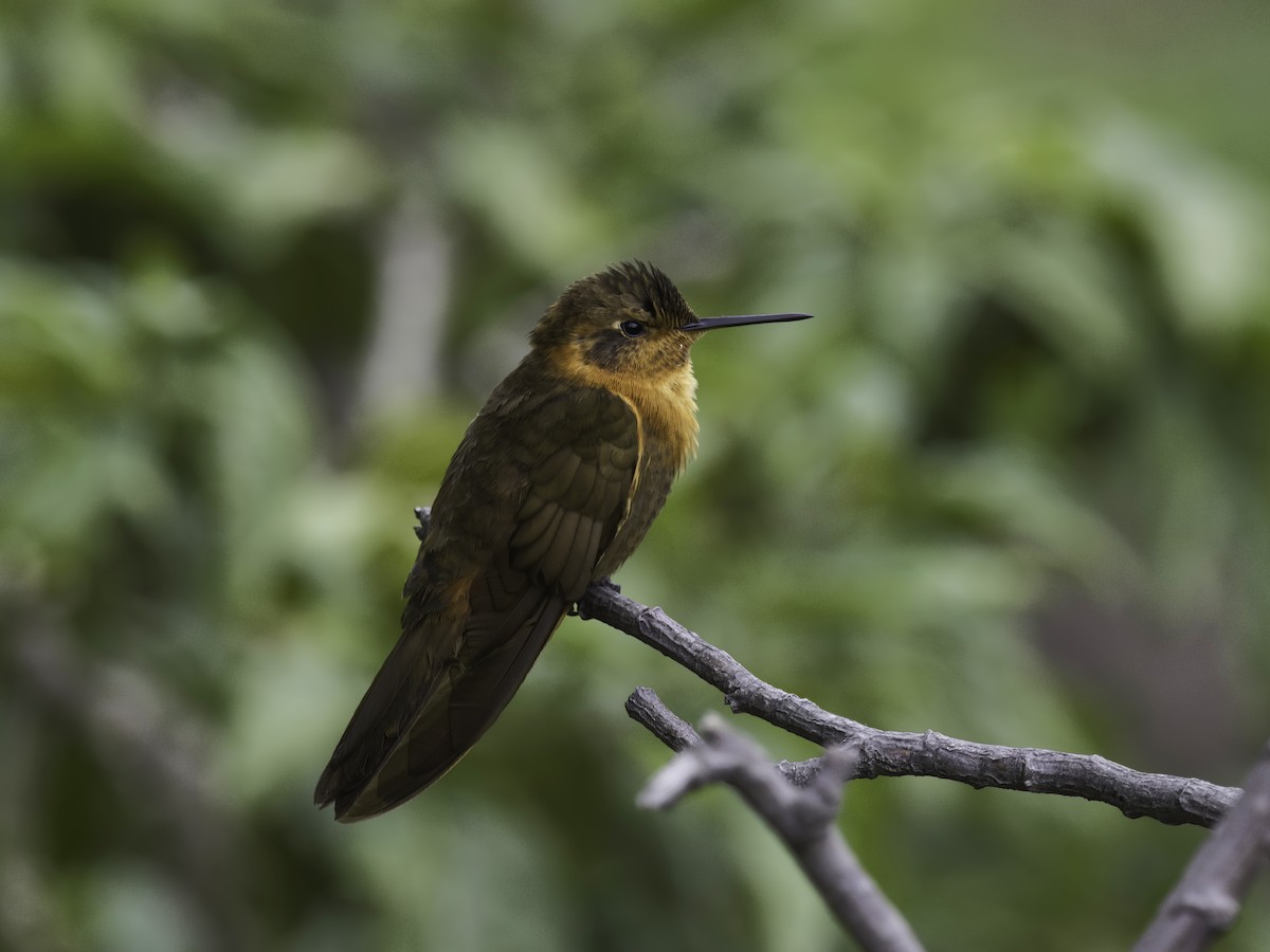 kolibřík duhovohřbetý - ML618343365