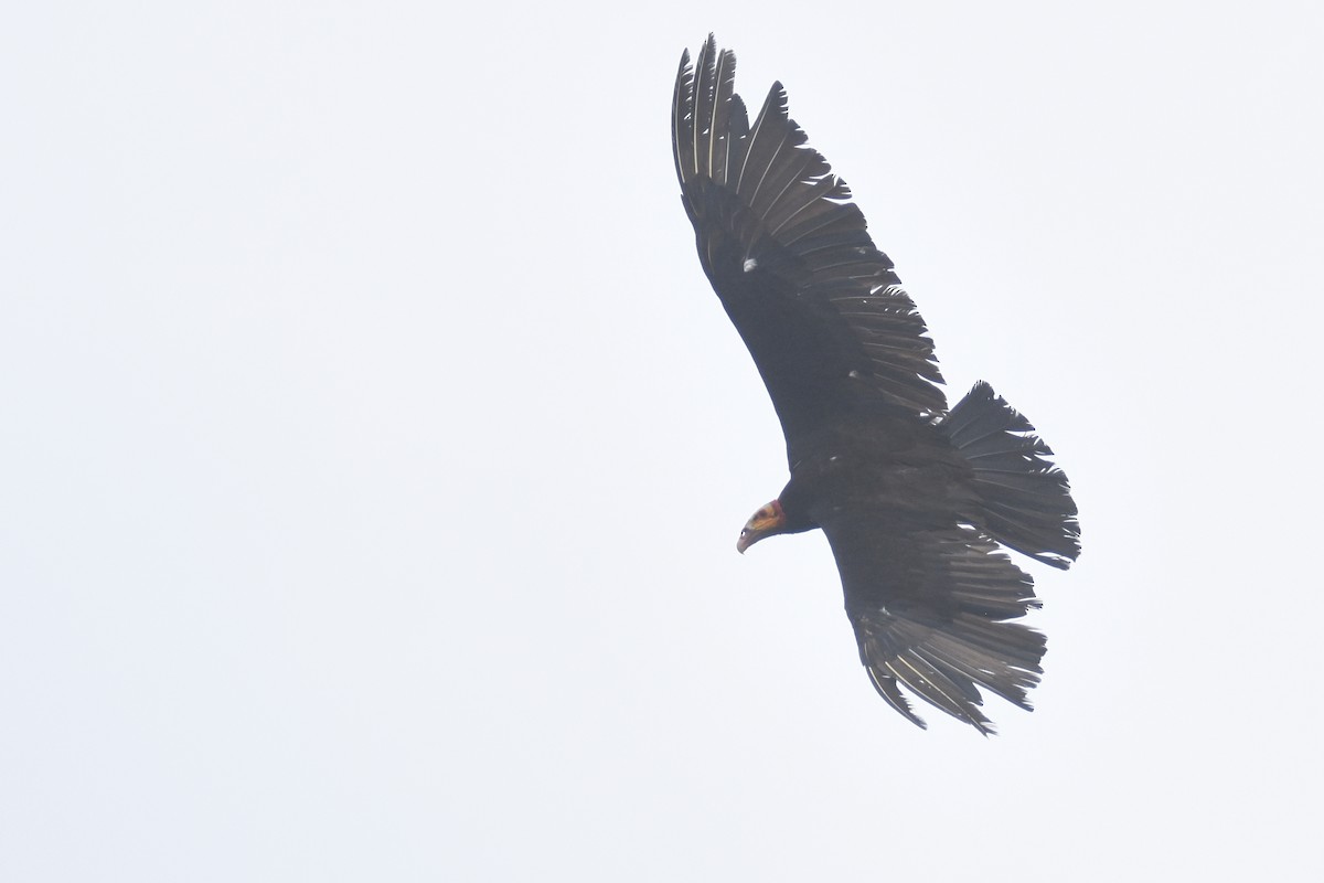 Lesser Yellow-headed Vulture - ML618343404