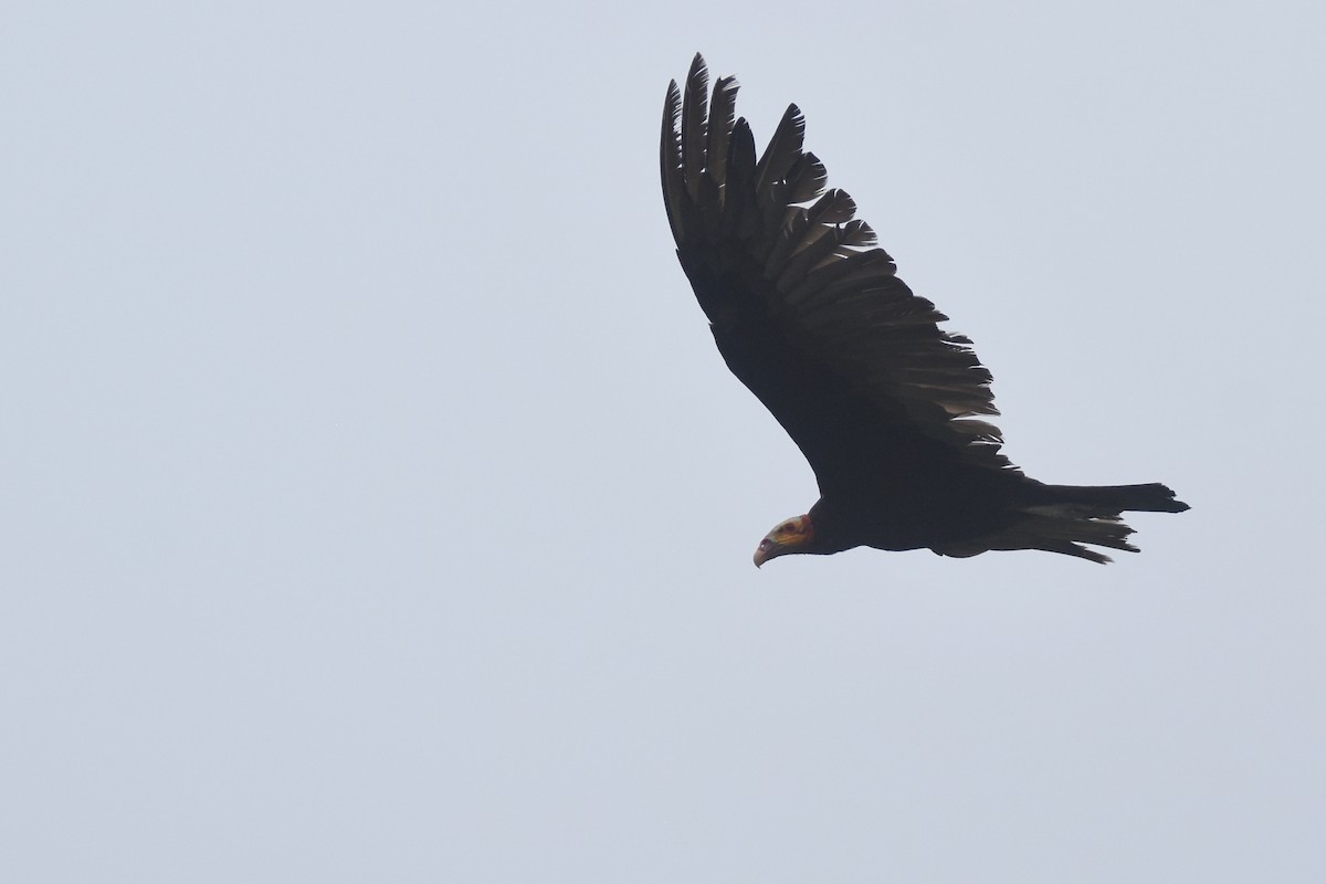 Lesser Yellow-headed Vulture - ML618343405