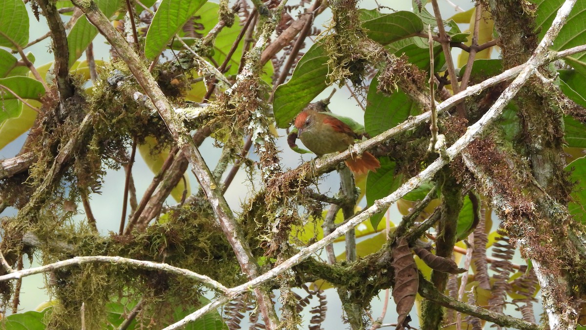 Ash-browed Spinetail - ML618343436