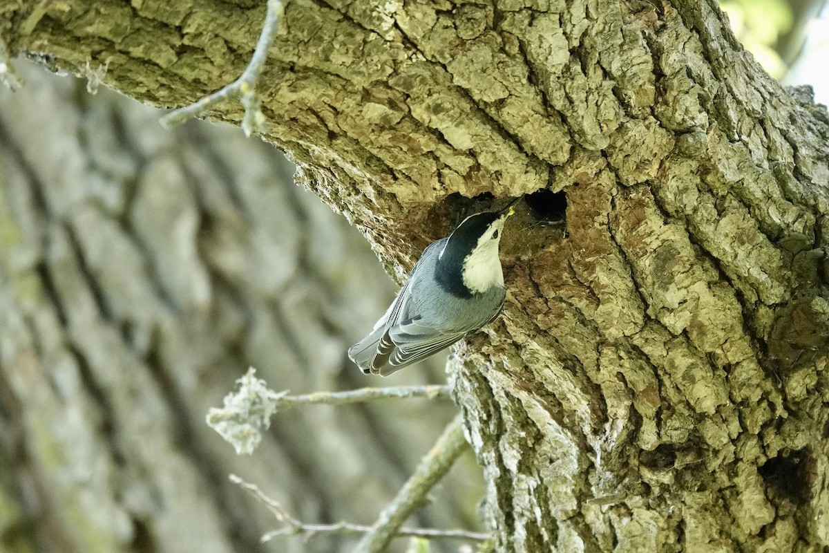 White-breasted Nuthatch - ML618343437