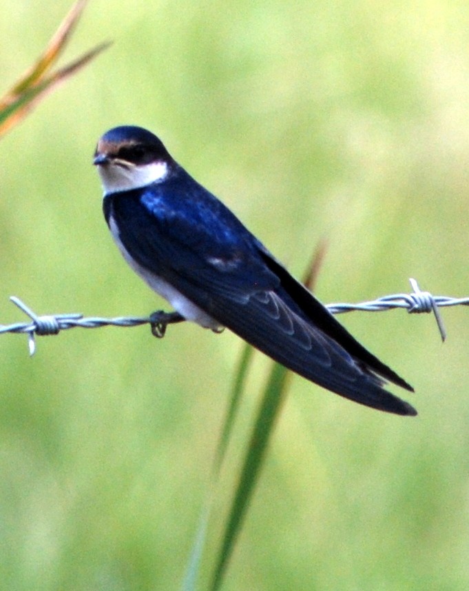 White-throated Swallow - ML618343445