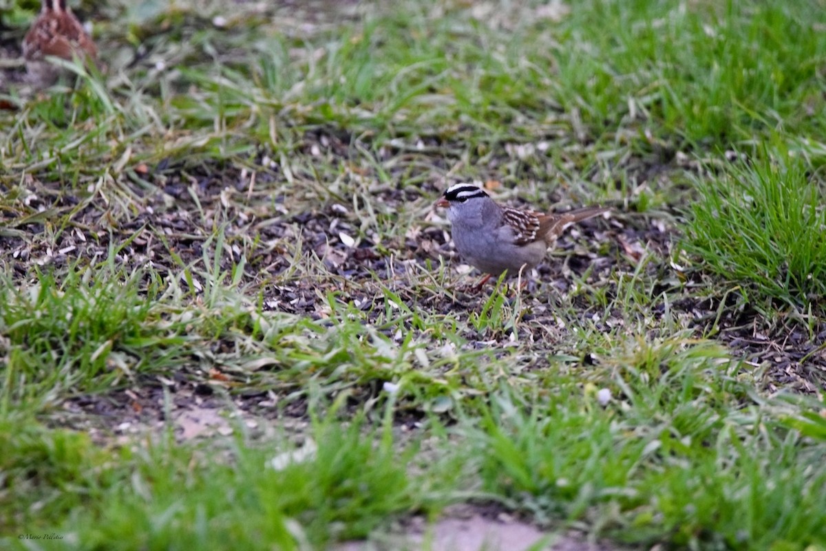 White-crowned Sparrow - ML618343454