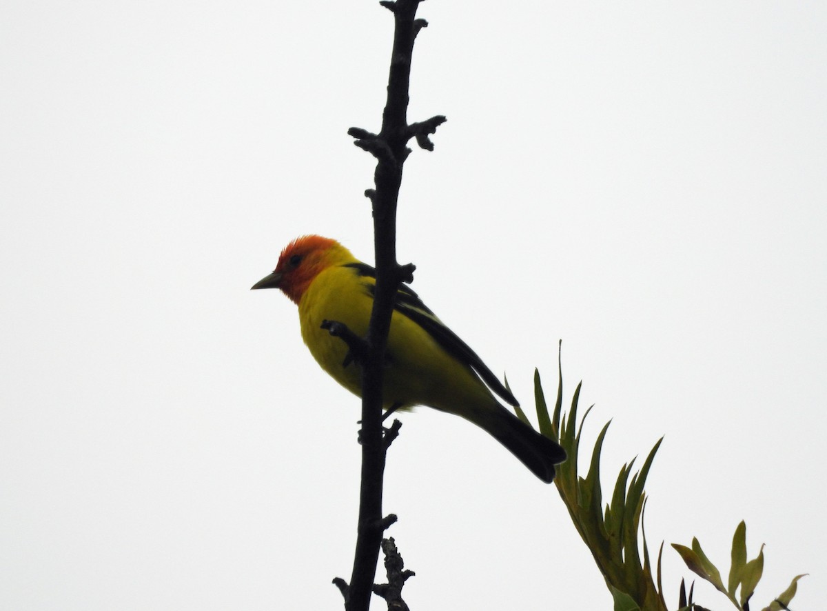 Western Tanager - ML618343460