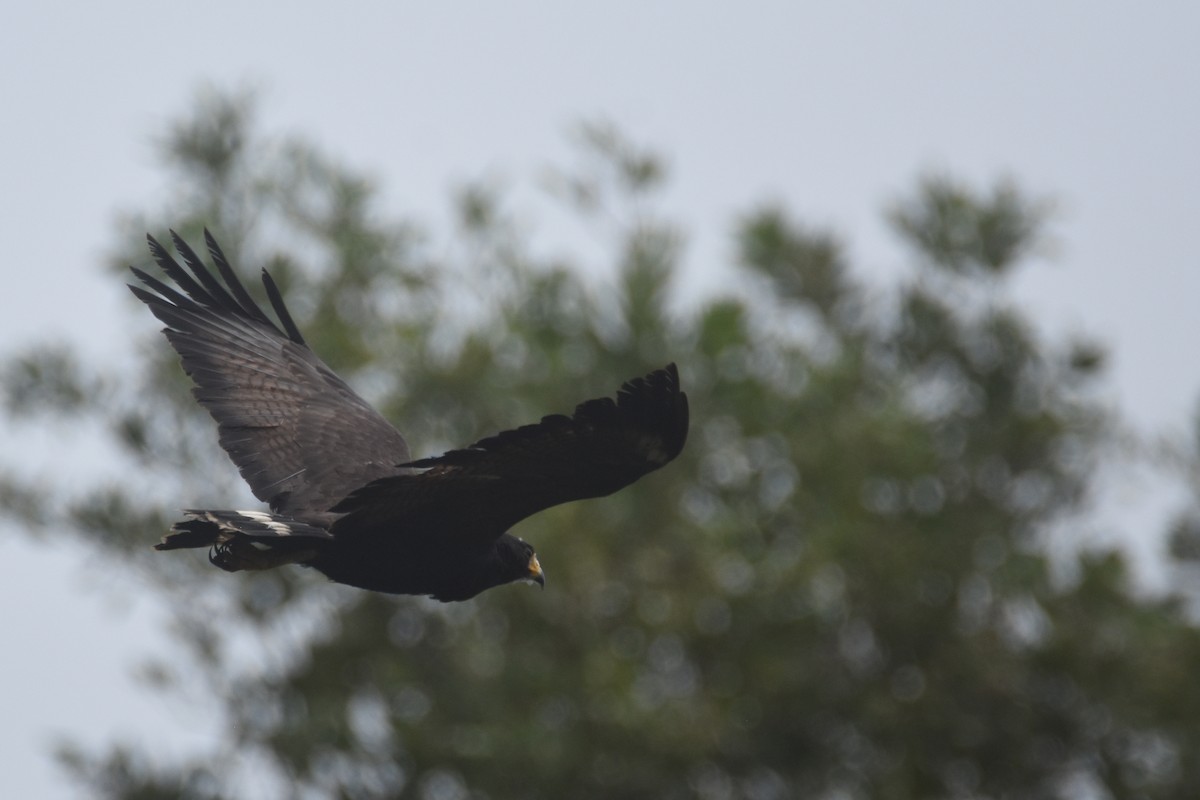 Common Black Hawk (Common) - ML618343461