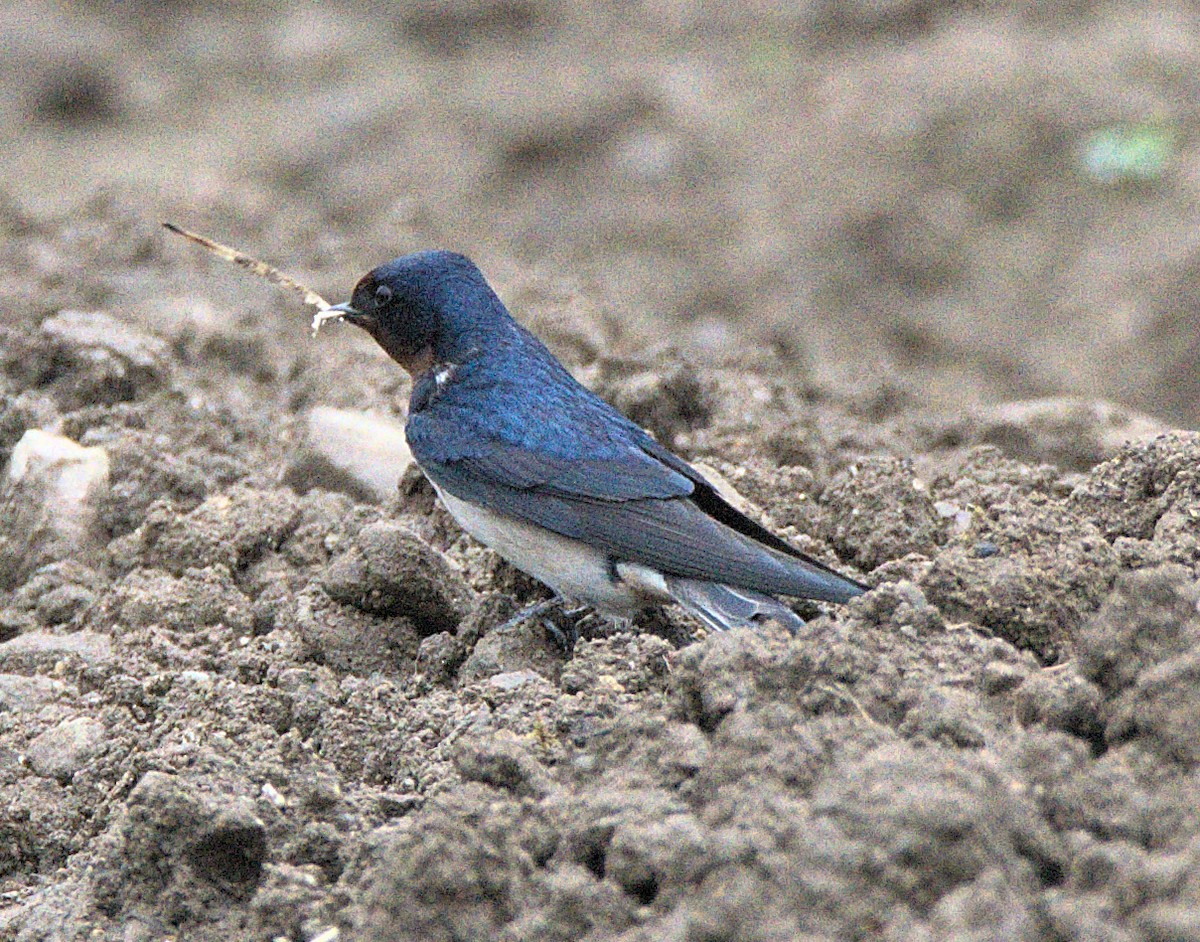 Barn Swallow (Buff-bellied) - ML618343462