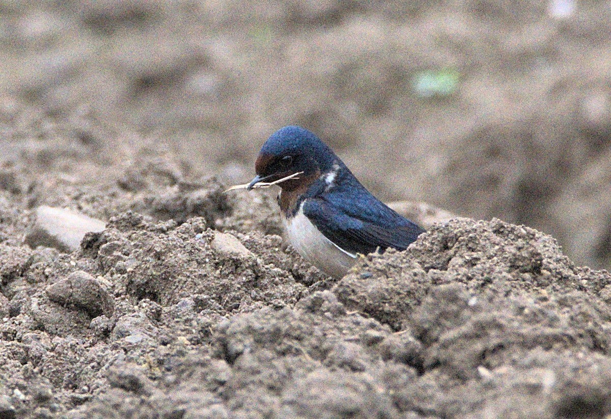 Barn Swallow (Buff-bellied) - ML618343463