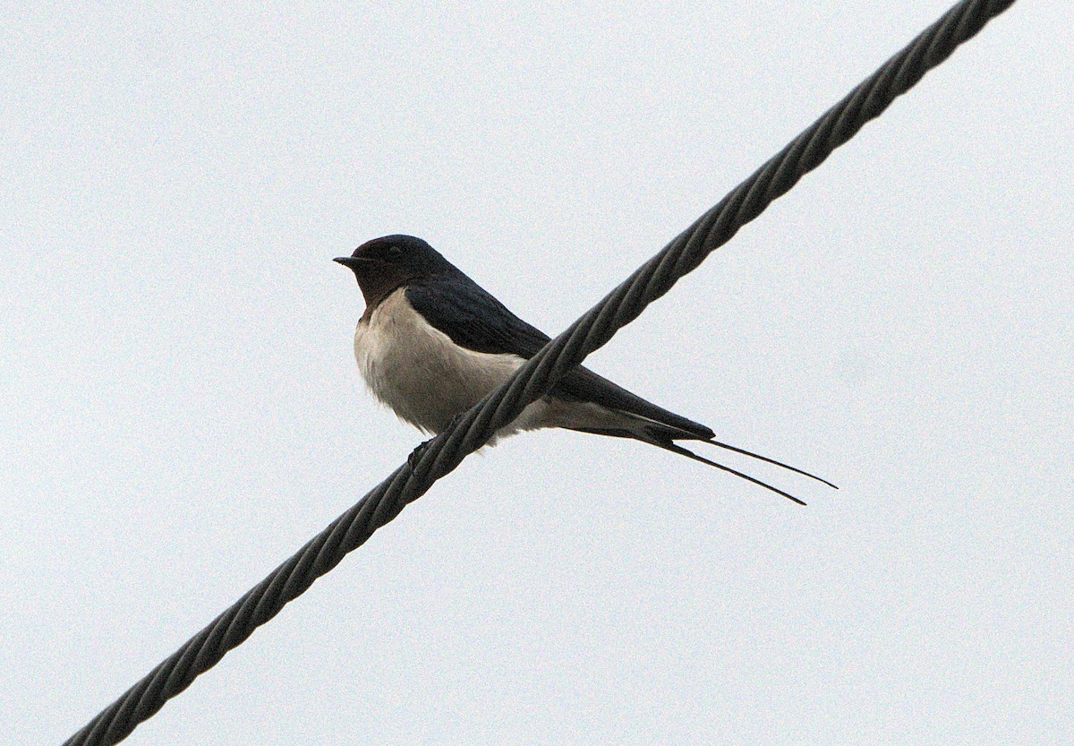 Barn Swallow (Buff-bellied) - ML618343464