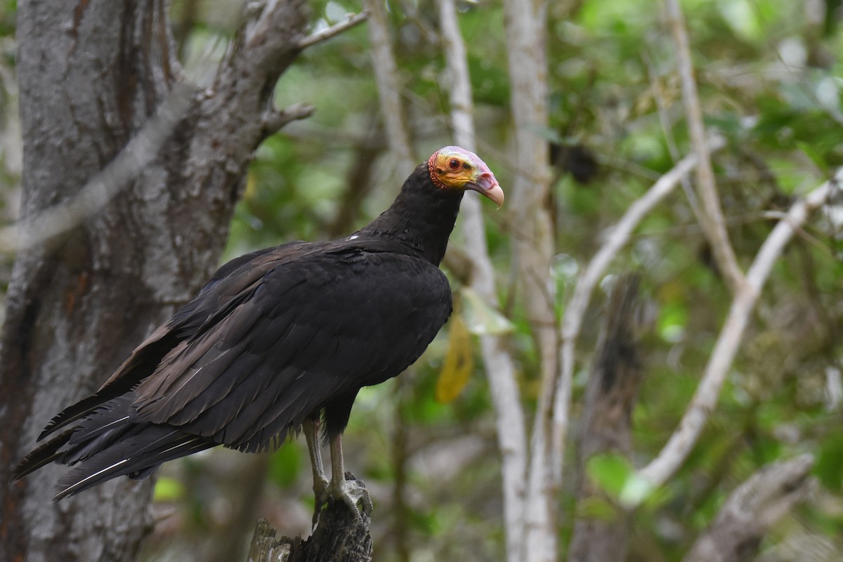 Lesser Yellow-headed Vulture - Luke Berg