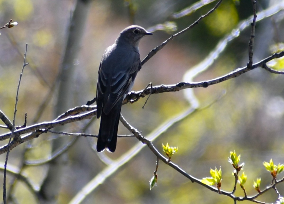 Townsend's Solitaire - ML618343479