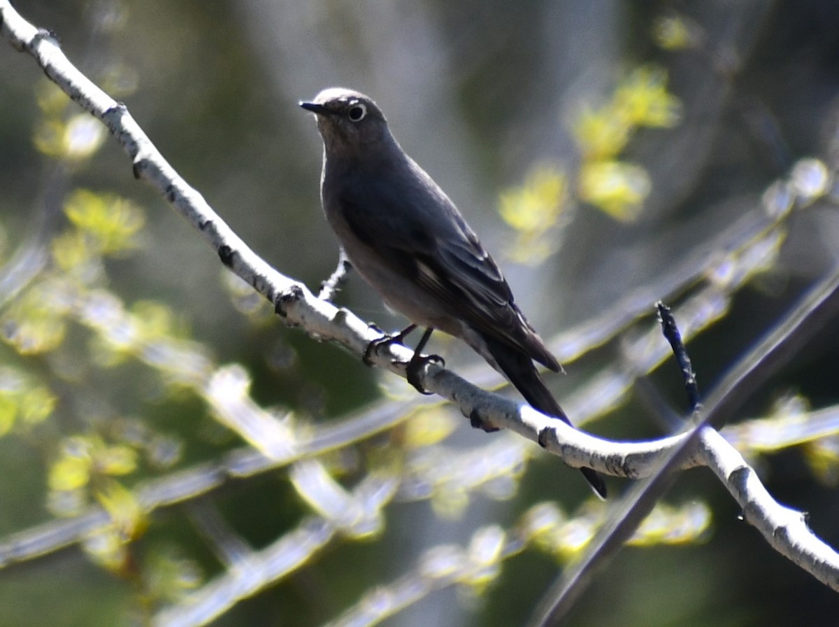 Townsend's Solitaire - ML618343492