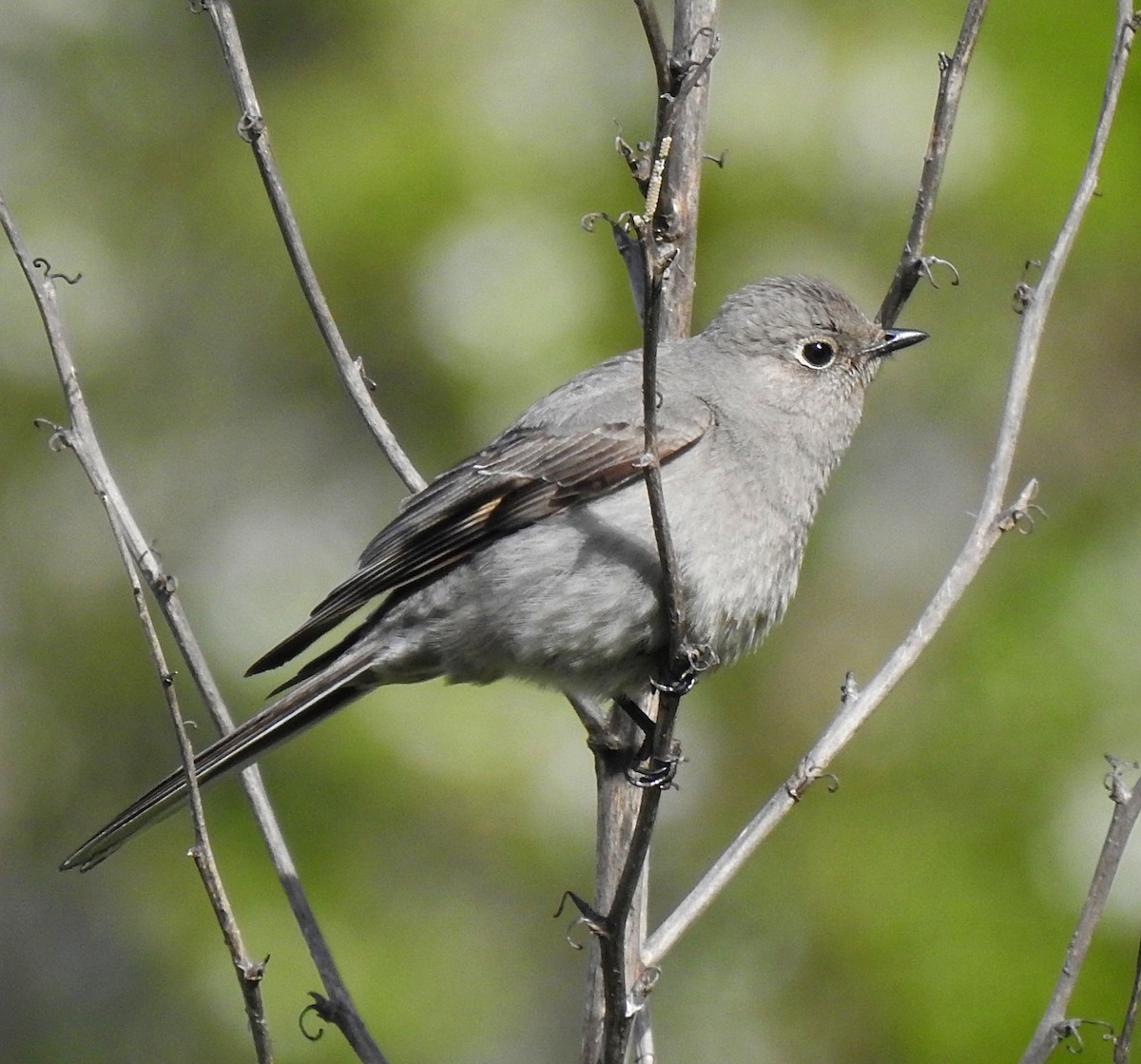 Townsend's Solitaire - ML618343505