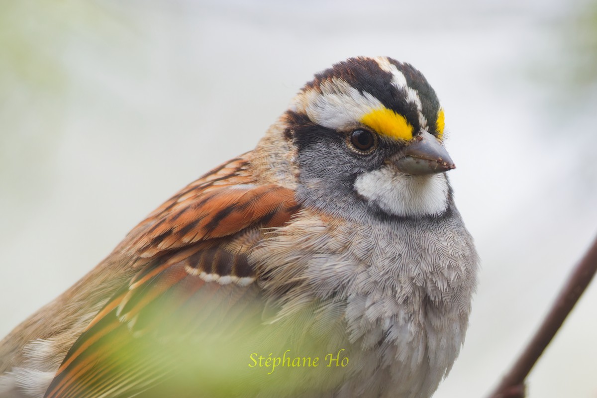 White-throated Sparrow - ML618343516