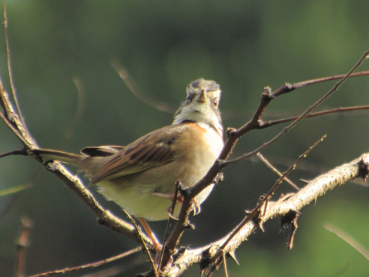 Rufous-collared Sparrow - ML618343521