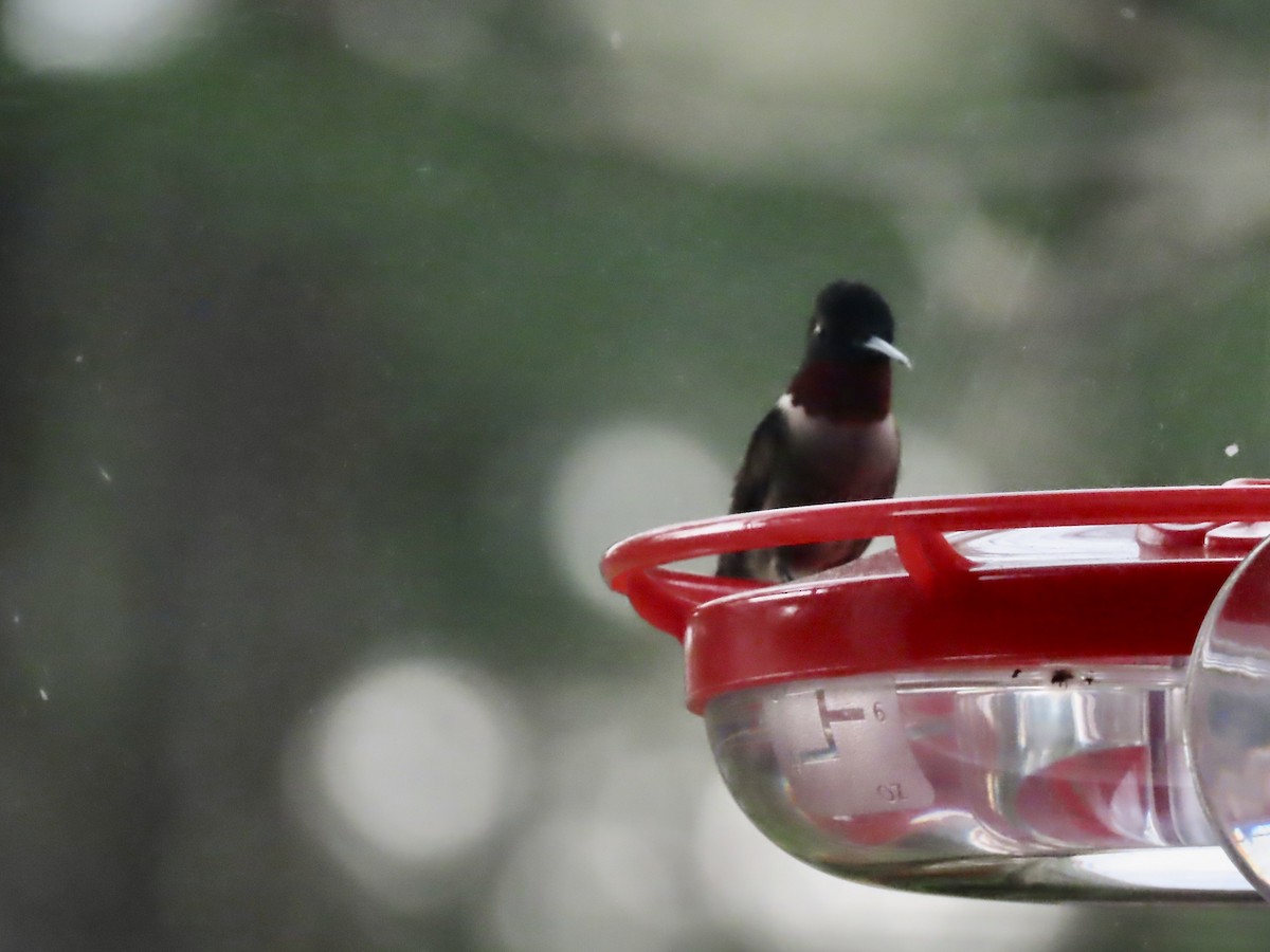 Ruby-throated Hummingbird - ML618343569
