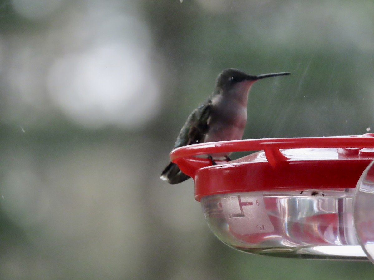 Ruby-throated Hummingbird - ML618343570