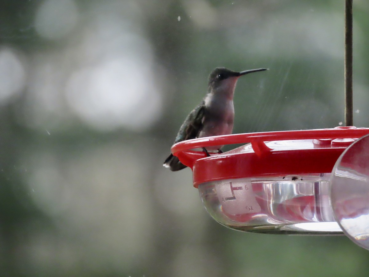 Ruby-throated Hummingbird - ML618343571