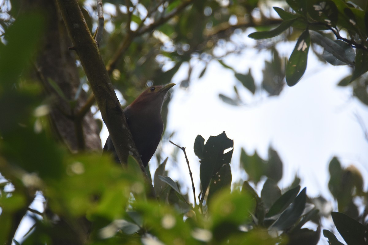 Squirrel Cuckoo (Amazonian) - ML618343572