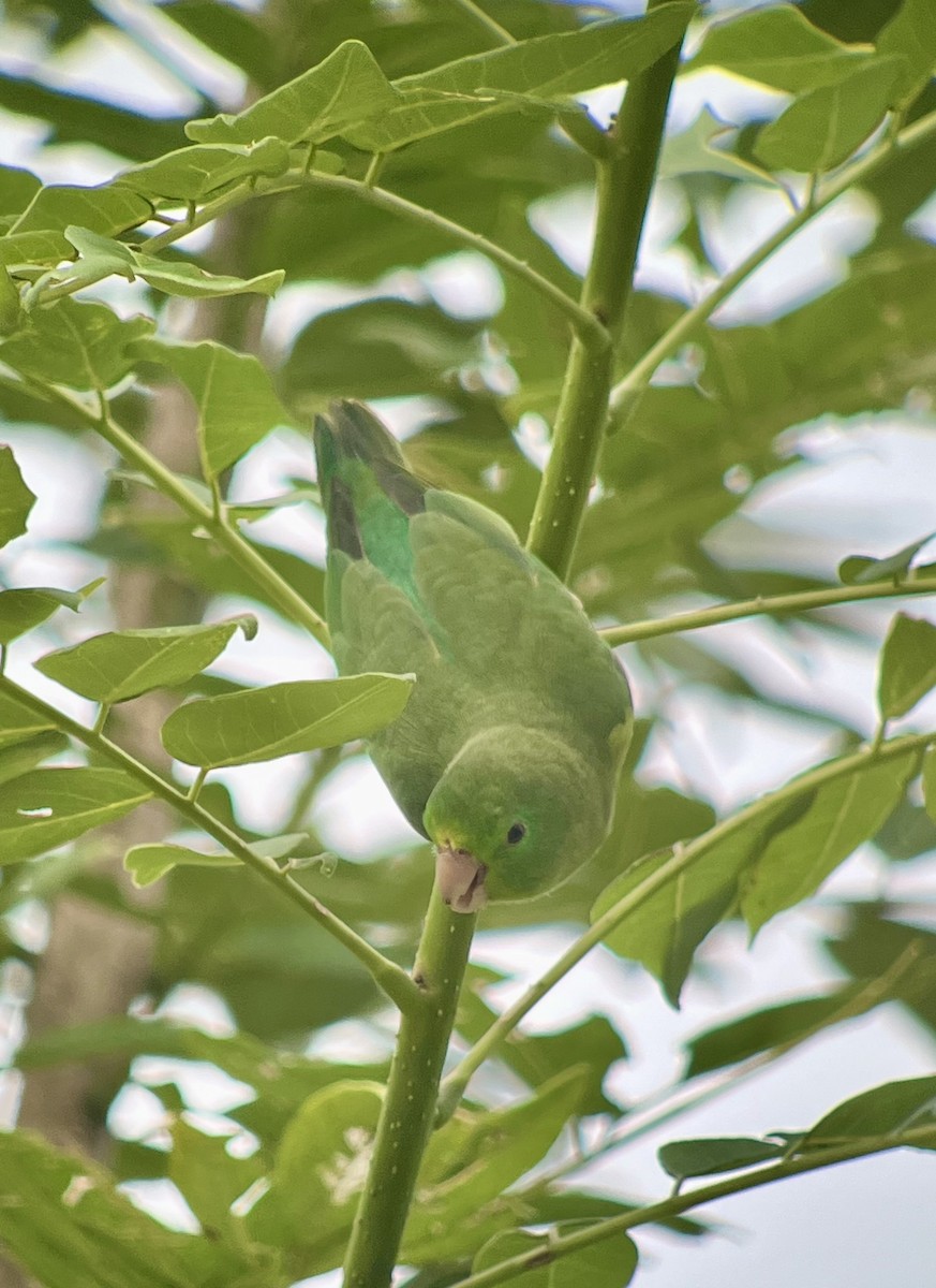 Spectacled Parrotlet - ML618343577