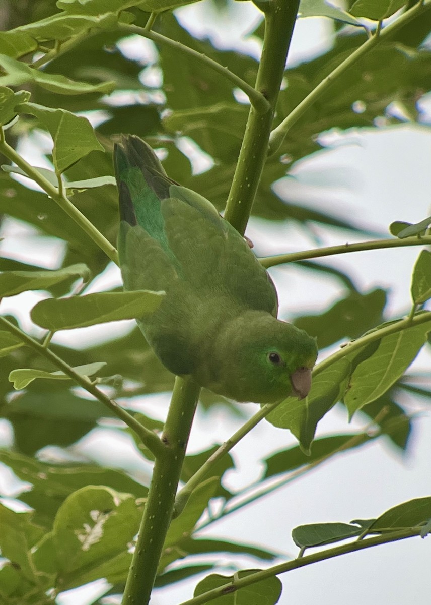 Spectacled Parrotlet - ML618343579