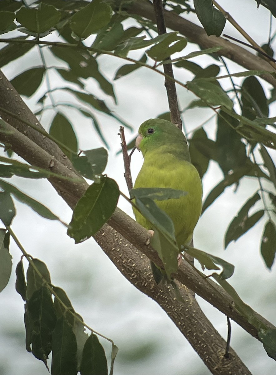 Spectacled Parrotlet - ML618343580