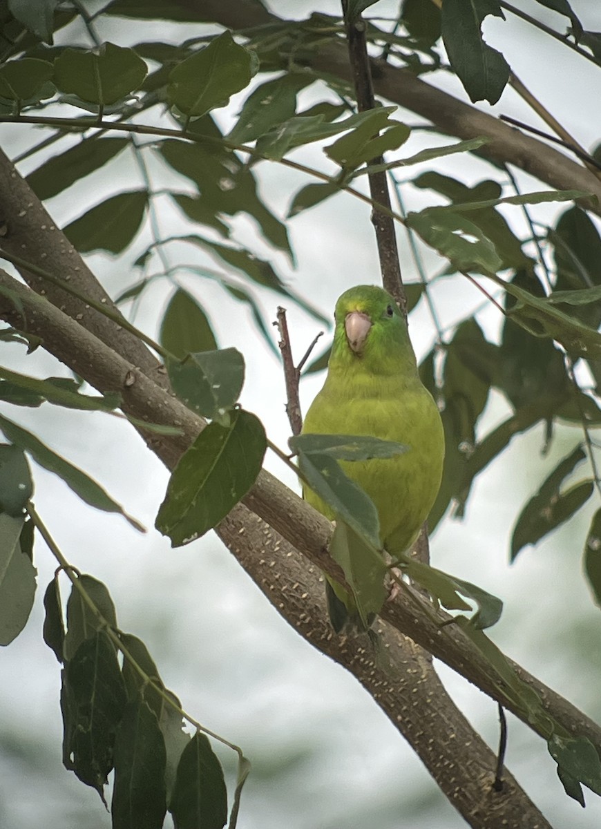 Spectacled Parrotlet - ML618343581