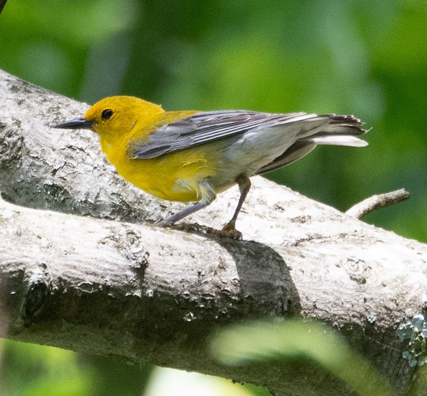 Prothonotary Warbler - ML618343584