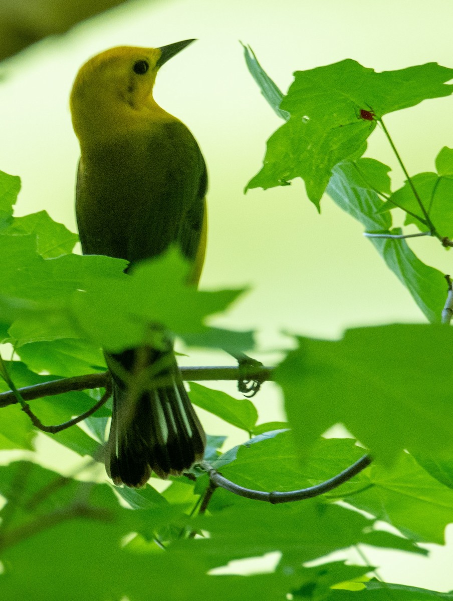 Prothonotary Warbler - ML618343585