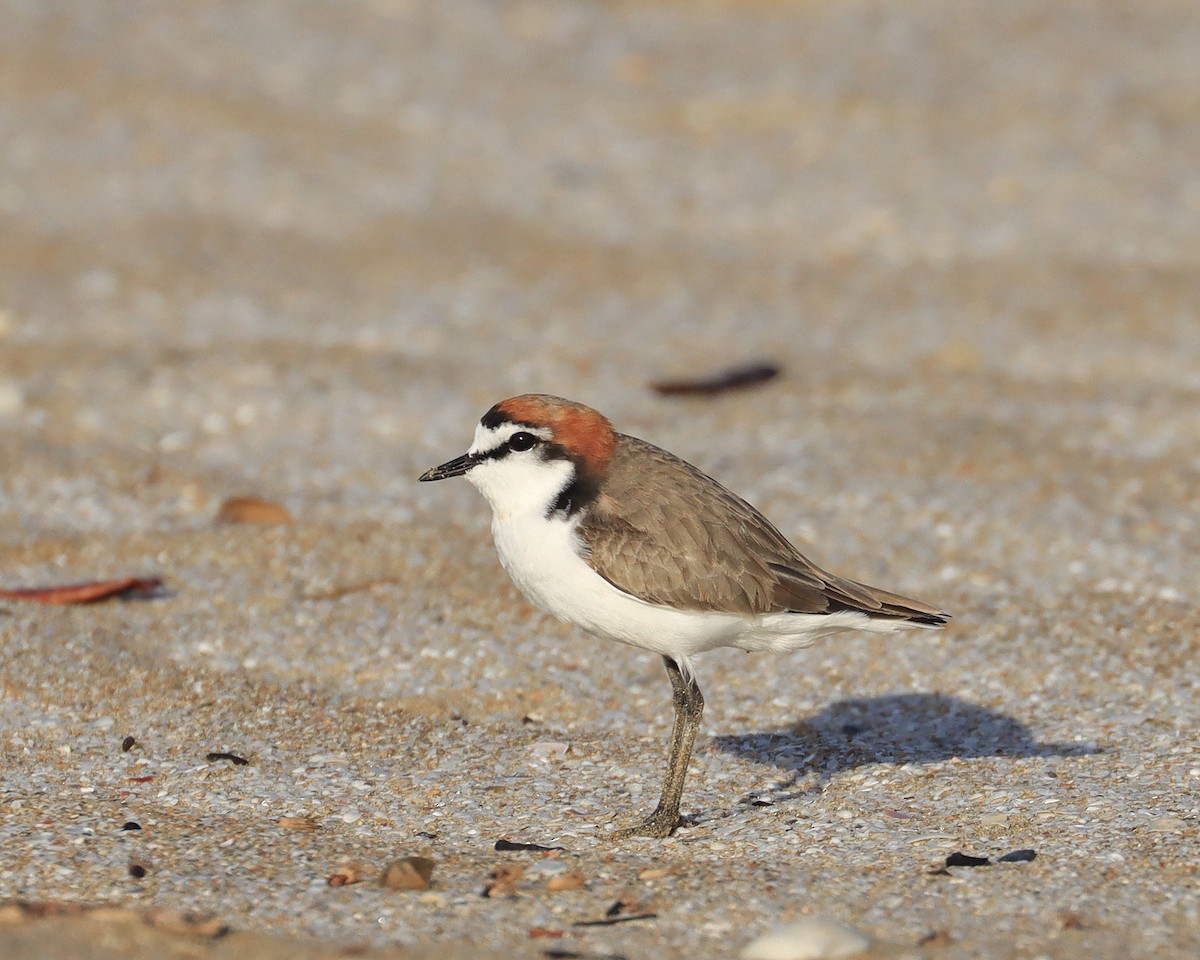 Red-capped Plover - John Lowry