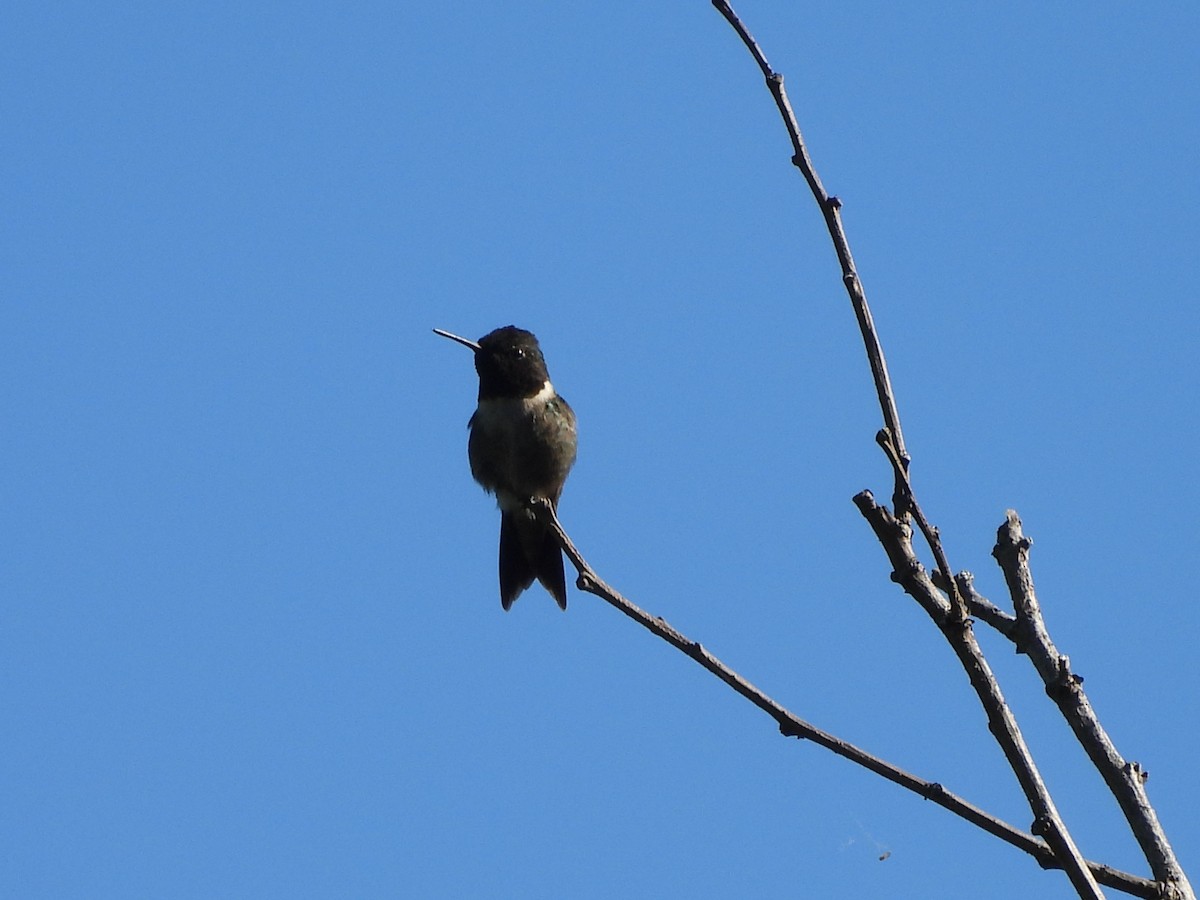 Ruby-throated Hummingbird - ML618343625