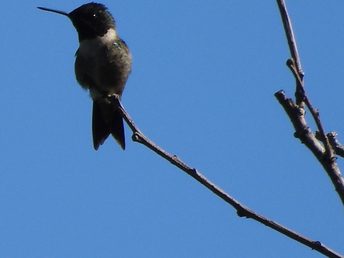 Ruby-throated Hummingbird - ML618343626