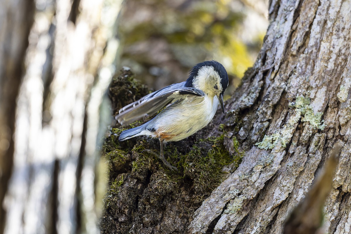White-breasted Nuthatch - Jack Crowe