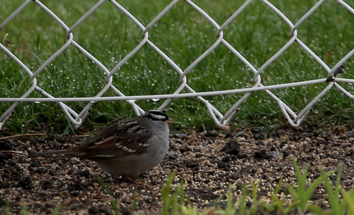 White-crowned Sparrow - ML618343636