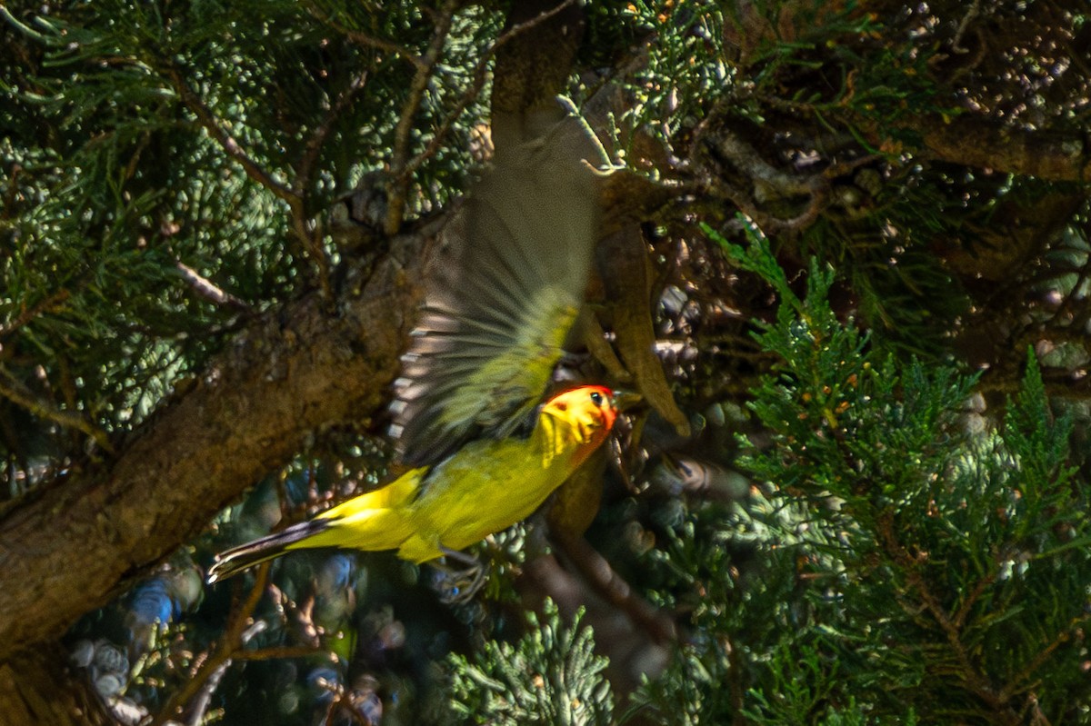 Western Tanager - ML618343667